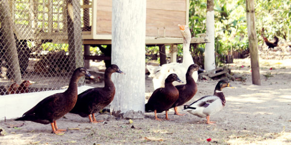 Visita a la granja de gallinas patos y gansos