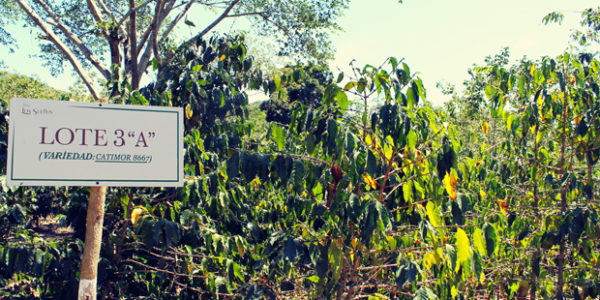 Caminamiento por el cultivo de café